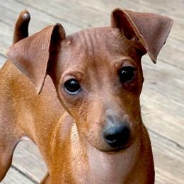 Stag Red boy Dewey - Stag red male Miniature Pinscher puppy in Granby, Connecticut from Cross Bay Labradors