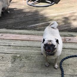 Gracie - Pug
