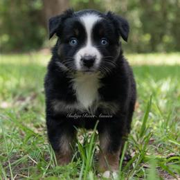 Fern - Black tri female Miniature Australian Shepherd puppy in Lacombe, Louisiana from Indigo River Aussies