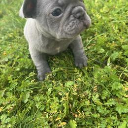 Holly - Blue female French Bulldog puppy in Anderson, California from Wooftown Kennels