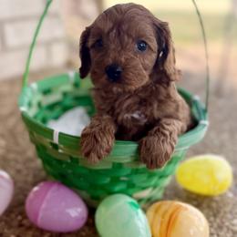 Boy 1 - Apricot male Cavapoo puppy in Gatesville, Texas from Country Club Cavapoos