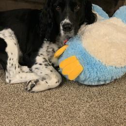 English Springer Spaniel All Grown Up from STORYSIDESPRINGERS
