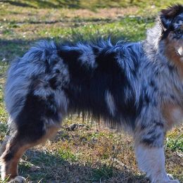 shade - Miniature Australian Shepherd