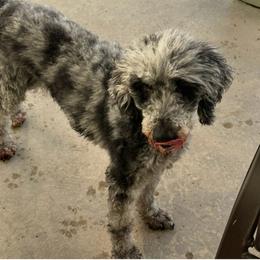 Chloe - Merle female Goldendoodle puppy in Monument, Colorado from Colorado Dreamin Doodles