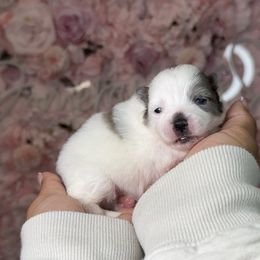 Spice - Blue merle female Pomeranian puppy in Newport News, Virginia from Nel’s Pomeranians