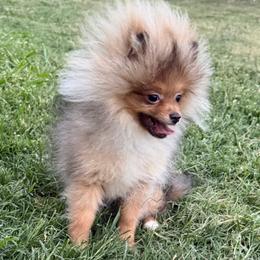 Jingle - Red sable male Pomeranian puppy in Orange Grove, Texas from Davis Poms