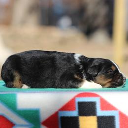 Emerald - Black tri-color male Australian Shepherd puppy in Quapaw, Oklahoma from Rocky Hill Aussies