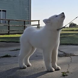 Samoyed Puppies from Limelight Samoyeds