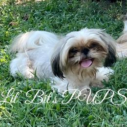 Elvis - Shih Tzu