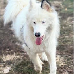 Spice - Siberian Husky