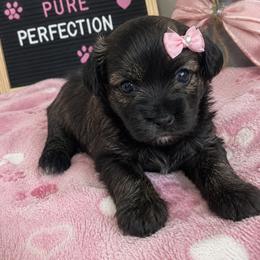 Truffles - Tri-color female Coton de Tulear puppy in Freeport, Texas from H❤️PE COTONS