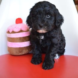 Australian Labradoodle Puppies from Australian Heritage Labradoodles