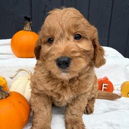 Green Mushroom Boy - Red  male Goldendoodle puppy in Rush, New York from Care Bear Puppies