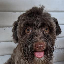 Havanese from Third Coast Havanese