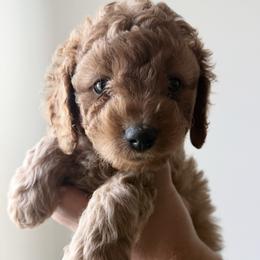 Stripe - Red male Cavapoo puppy in Greenville, South Carolina from Reedy River Doodles