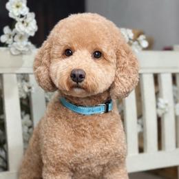 Teddy - Goldendoodle
