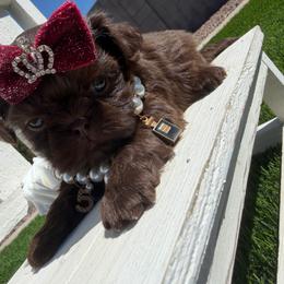 Princess mocha - Chocolate female Shih Tzu puppy in Coolidge, Arizona from Shih Tzu’s  ‘N’ Love