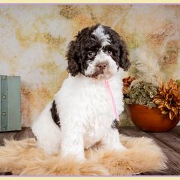 Janet - Brown white and tan female Cockapoo puppy in Connersville, Indiana from Deaz Doodle Ranch
