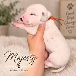 Majesty - White and black female Dalmatian puppy in Toledo, Ohio from Exquisite Dalmatians & Standard Poodles