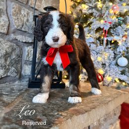 Leo - Brown and white male Bernedoodle puppy in Salina, Oklahoma from Hudson Shore Bernedoodles