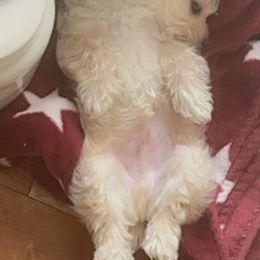 Morkie Puppies from Mandy's Morkies