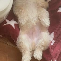 Morkie Puppies from Mandy's Morkies