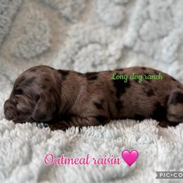 Oatmeal raisin - Dapple female Dachshund puppy in New Mexico from Long Dog Ranch
