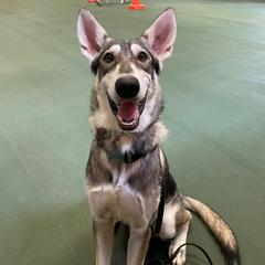 Northern Inuit Dogs from Stellar Northern Inuits