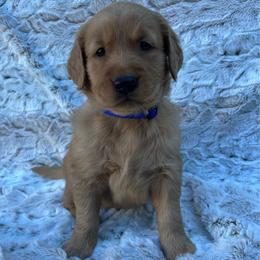 Blue - Dark golden male Golden Retriever puppy in Mount Carmel, Tennessee from HS Goldens