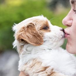 Australian Mountain Doodles, Bernedoodles, Cavapoos, and Goldendoodles from Angel Pups Deluxe