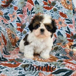 Charlie - Tricolor male Shih Tzu puppy in Turbotville, Pennsylvania from Melanie's Little Lions