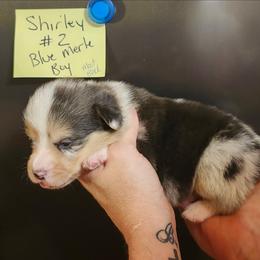Shirley boy 2 - Blue merle and white male American Corgi puppy in Hampton, Tennessee from TC Farms Stock Dogs - Miniature Australian Shepherds