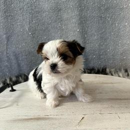 Ollie - Parti male Yorkshire Terrier puppy in Pana, Illinois from Lucky Star Yorkies