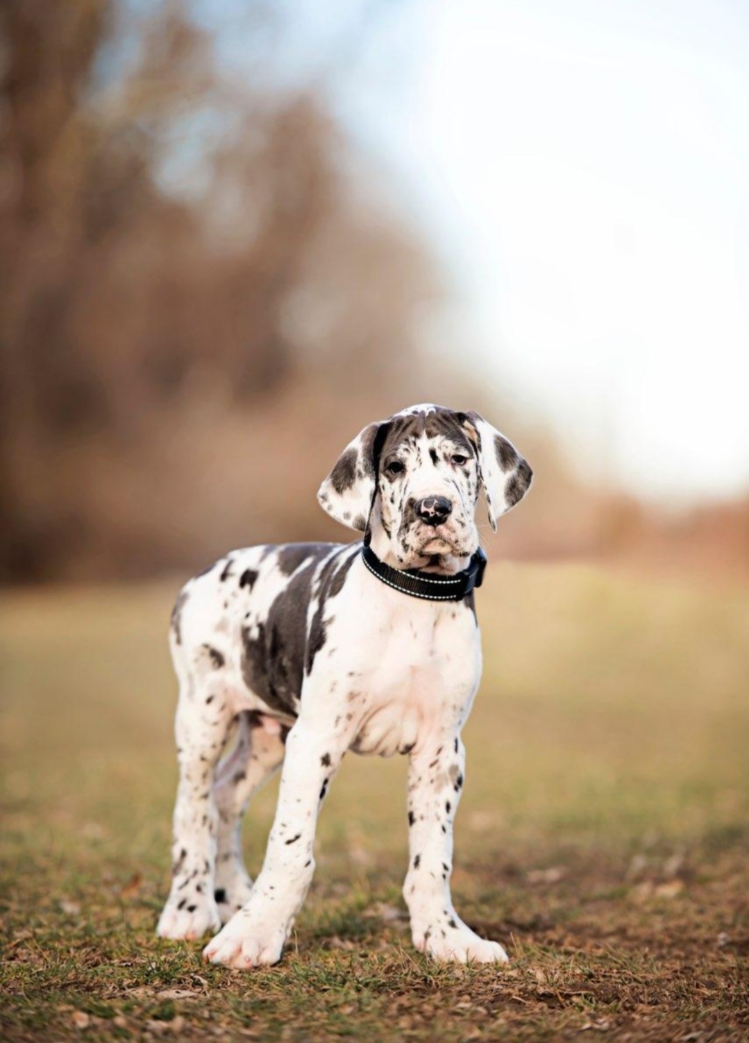 Great Dane Puppies from Bluestone Valley Danes