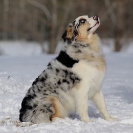 Arial - Australian Shepherd