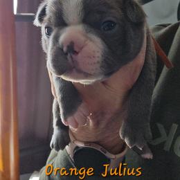 Orange Julius - Blue female Boston Terrier puppy in Kewanee, Illinois from Grandma's Boston Terriers