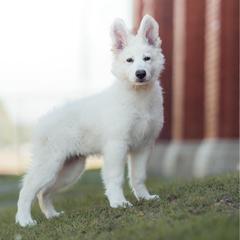 Berger Blanc Suisse Puppies from Nasha Comanda White Swiss Shepherds