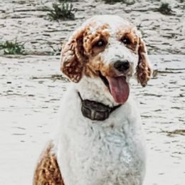 Aspen - Goldendoodle