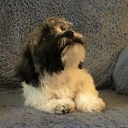 Havanese from Cynthia's Havanese