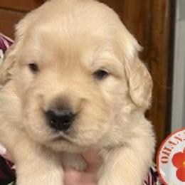 Rainey - Light golden Golden Retriever puppy in Kansas City, Missouri from The Ohana Paws