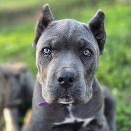 Raya - Gray female Cane Corso puppy in Chestertown, Maryland from Willow Creek Cane Corsos