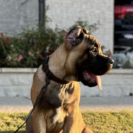 Cane Corso Puppies from Battalion Cane Corso