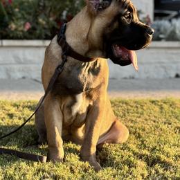 Cane Corso Puppies from Battalion Cane Corso