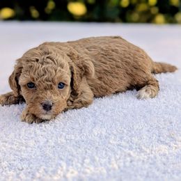 Morticia - Red female Cavapoo puppy in Sparta, Missouri from Sis' Doodles & Poodles