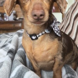 Dachshunds and Golden Retrievers from Chupp’s Puppies