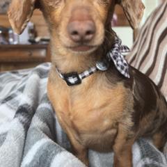Dachshunds and Golden Retrievers from Chupp’s Puppies