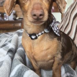 Dachshunds and Golden Retrievers from Chupp’s Puppies