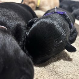 Skyler - Black female Labrador Retriever puppy in Mesa, Arizona from Merakxel Kennels