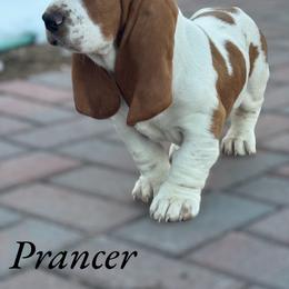 Basset Hound Puppies from Best Friends Bassets