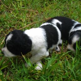 English Springer Spaniel All Grown Up from Sandhill Kennel